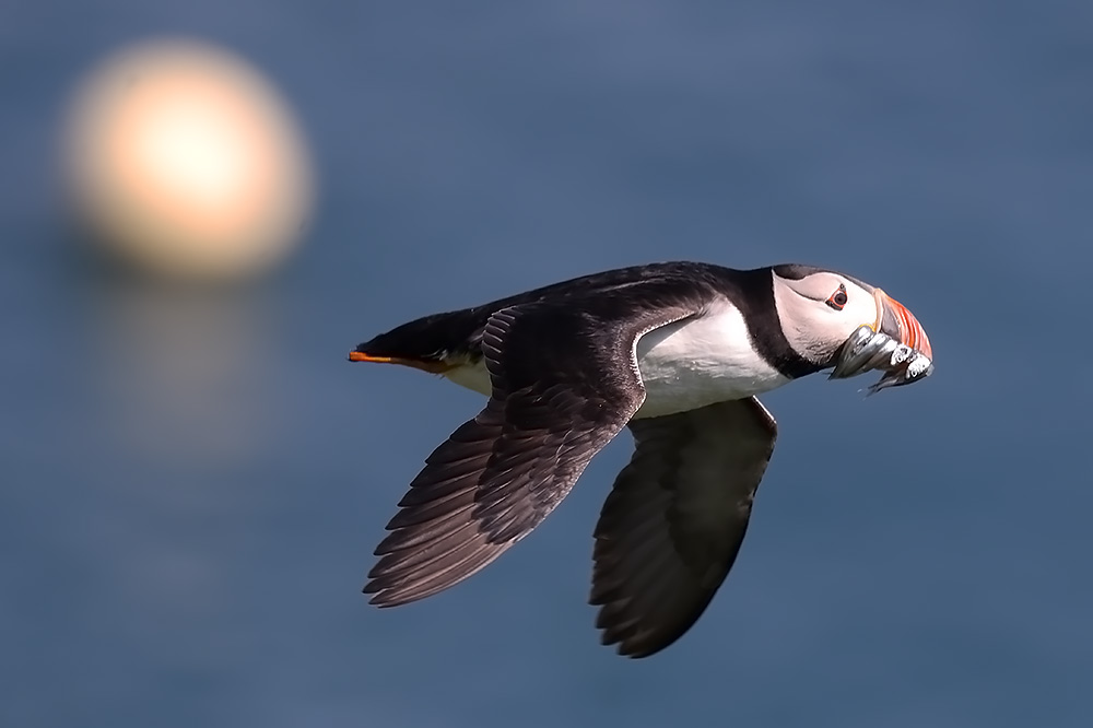 Puffin